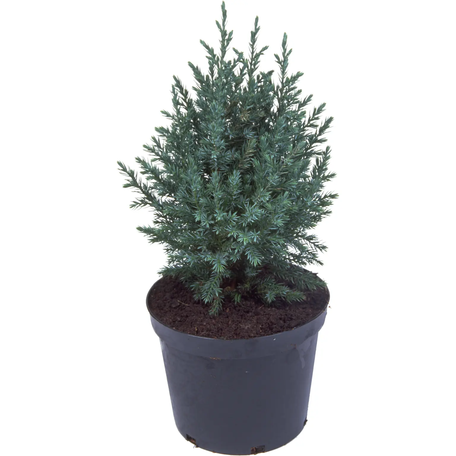 Juniperus Chinensis 'pyramidalis' 1l - Cowell's Garden Centre 