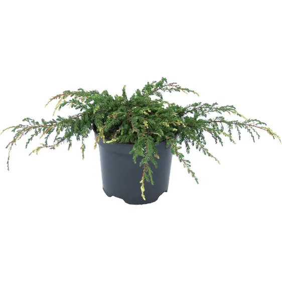 Juniperus communis 'Spotty Spreader' 1L