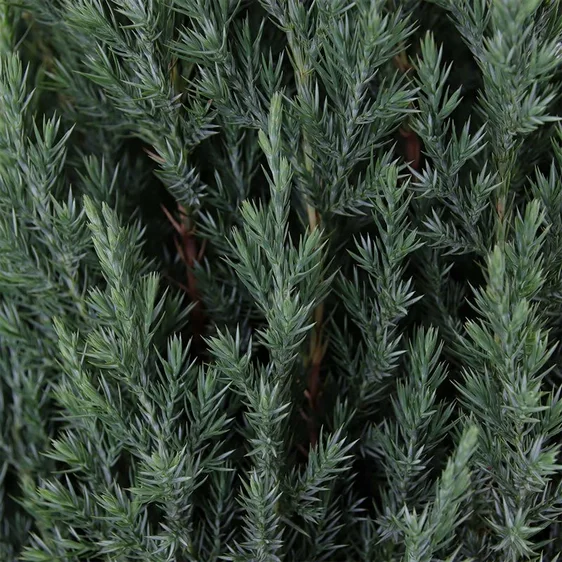 Juniperus chinensis 'Stricta' 15L - image 1