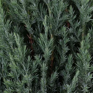 Juniperus chinensis 'Stricta' 15L - image 1