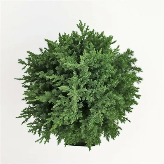 Juniperus chinensis 'Stricta' 15L - image 2