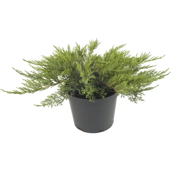 Juniperus sabina 'Tamariscifolia' 3L