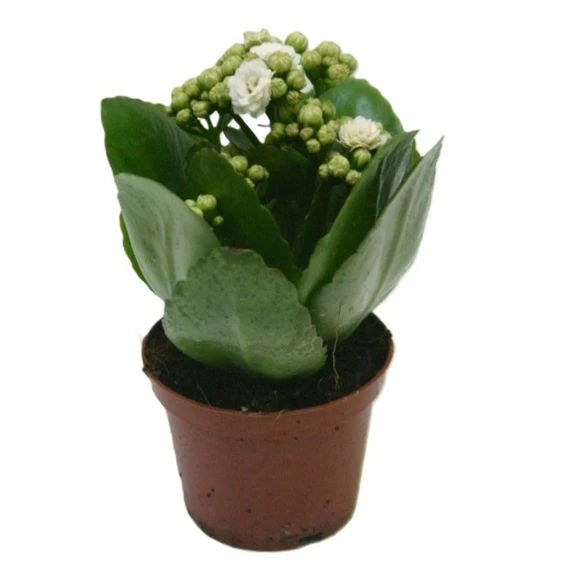 Kalanchoe 'Calandiva White'