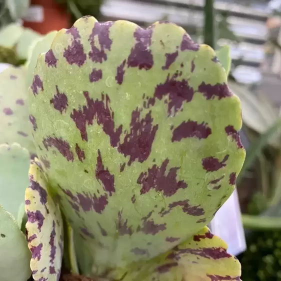 Kalanchoe marmorata 'Tiger' 8cm - image 1