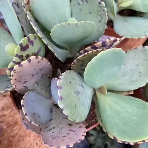 Kalanchoe marmorata 'Tiger' 8cm - image 2