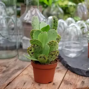 Kalanchoe marmorata 'Tiger' 8cm - image 4