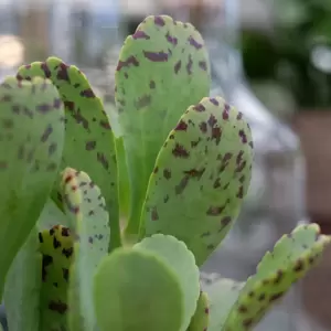 Kalanchoe marmorata 'Tiger' 8cm - image 5