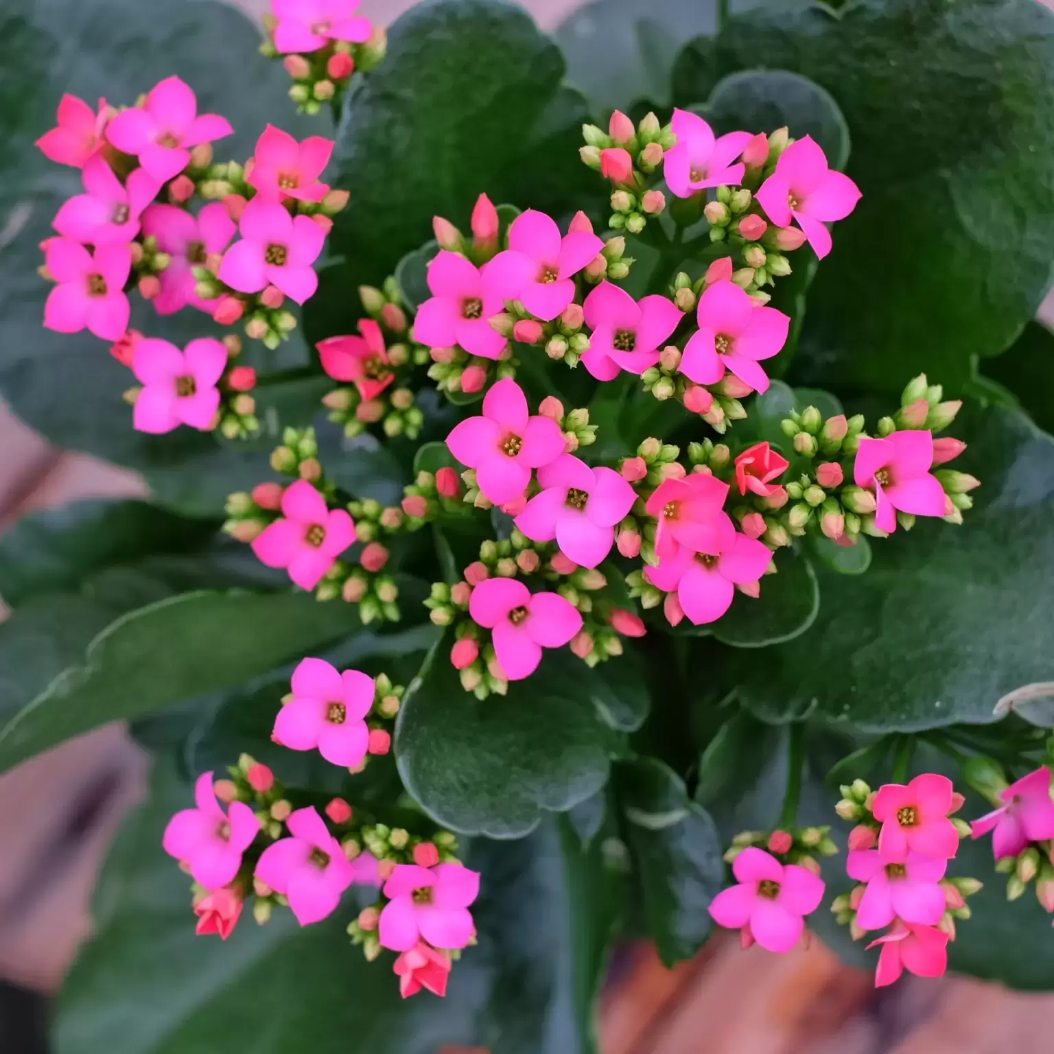 Kalanchoe 'Pink' - Cowell's Garden Centre | Woolsington