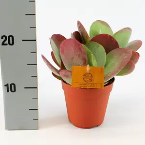 Kalanchoe thyrsiflora 12cm - image 2