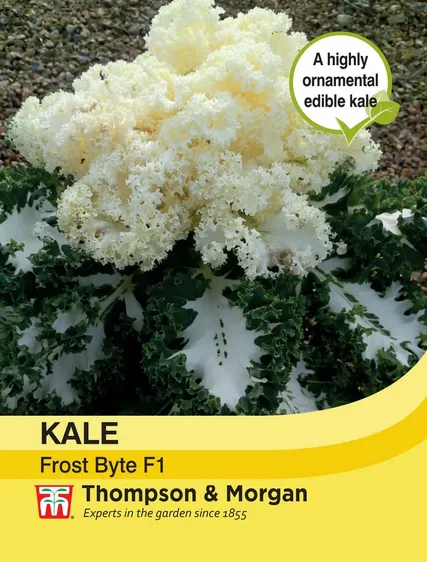 Kale Frost Byte F1 - image 1