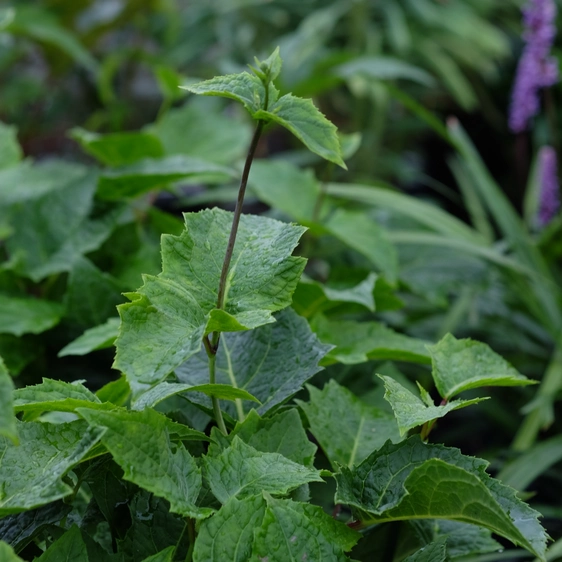 Kirengeshoma palmata 'Black Style' - image 3