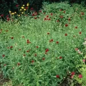 Knautia macedonica 'Red Knight' 2L