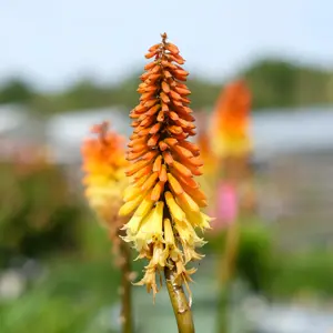 Kniphofia 'Tawny King'