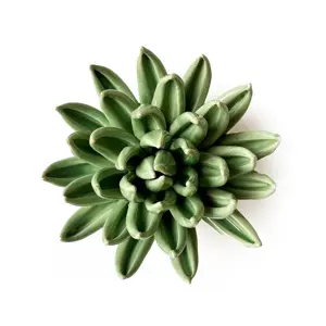 Large Succulent Wall Art