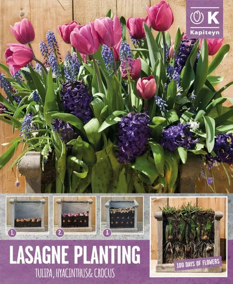 Lasagne Planting Bulb Set - Blue & Pink