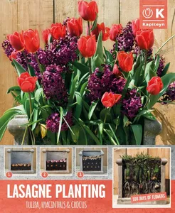 Lasagne Planting Bulb Set - Blue & Purple