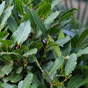 Laurus nobilis 10.5cm