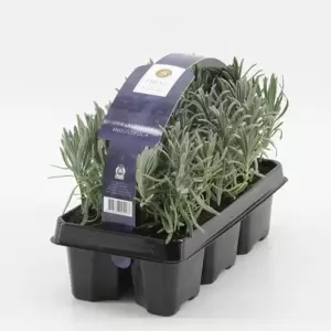 Lavandula angustifolia 6 Pack - image 2