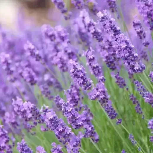 Lavandula angustifolia 6 Pack - image 1