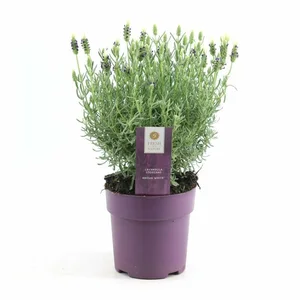 Lavandula stoechas 'Anouk White' - image 1