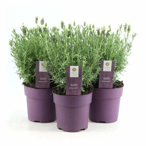 Lavandula stoechas 'Anouk White' - image 2