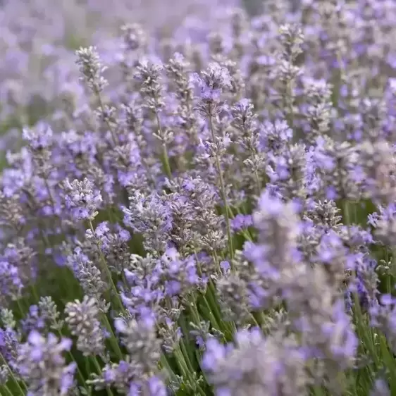 Lavandula angustifolia 'Ashdown Forest'