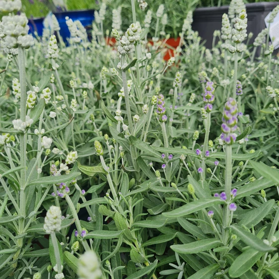 Lavandula angustifolia 'Duo' (Blue & White)