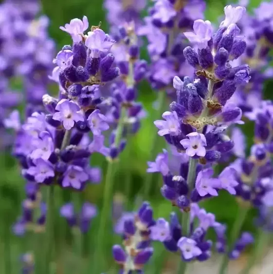 Lavandula angustifolia 'Essence Purple' 1L