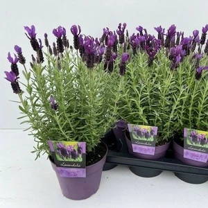 Lavandula stoechas 'Great Adventure'