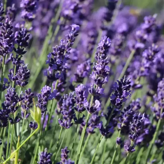 Lavandula angustifolia 'Hidcote' 5L