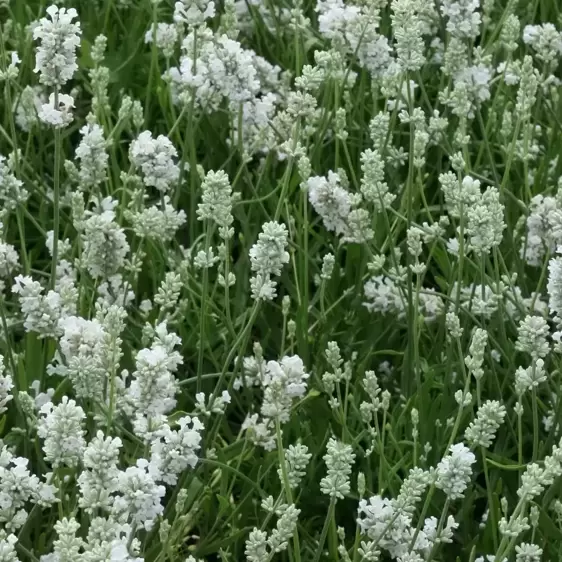 Lavandula angustifolia 'Hidcote White' 3L