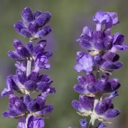 Lavandula angustifolia 'Imperial Gem' Picture Credit - Fairweather’s Nursery