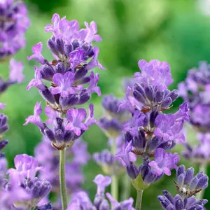 Lavandula angustifolia 'Little Lady' 2L