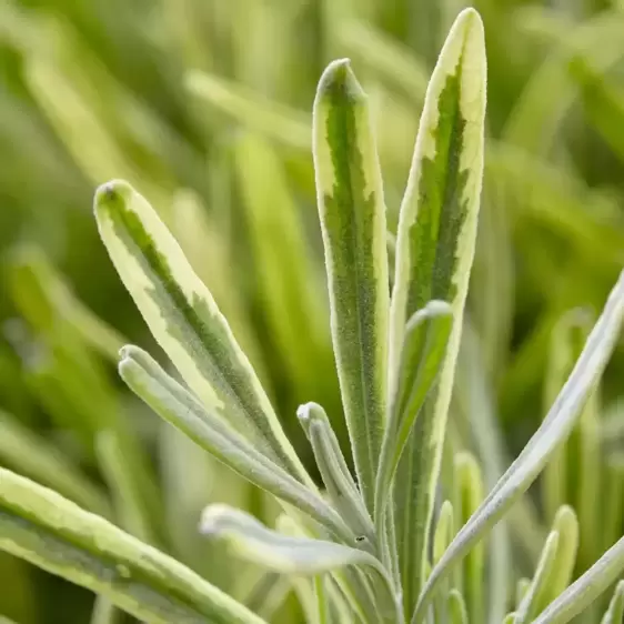 Lavandula angustifolia 'Platinum Blonde' ℗ Photo Credit - Plantipp BV®