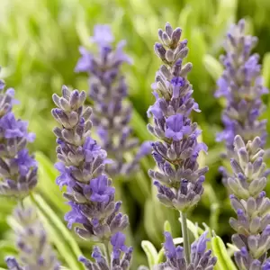 Lavandula angustifolia 'Platinum Blonde' ℗ Photo Credit - Plantipp BV®