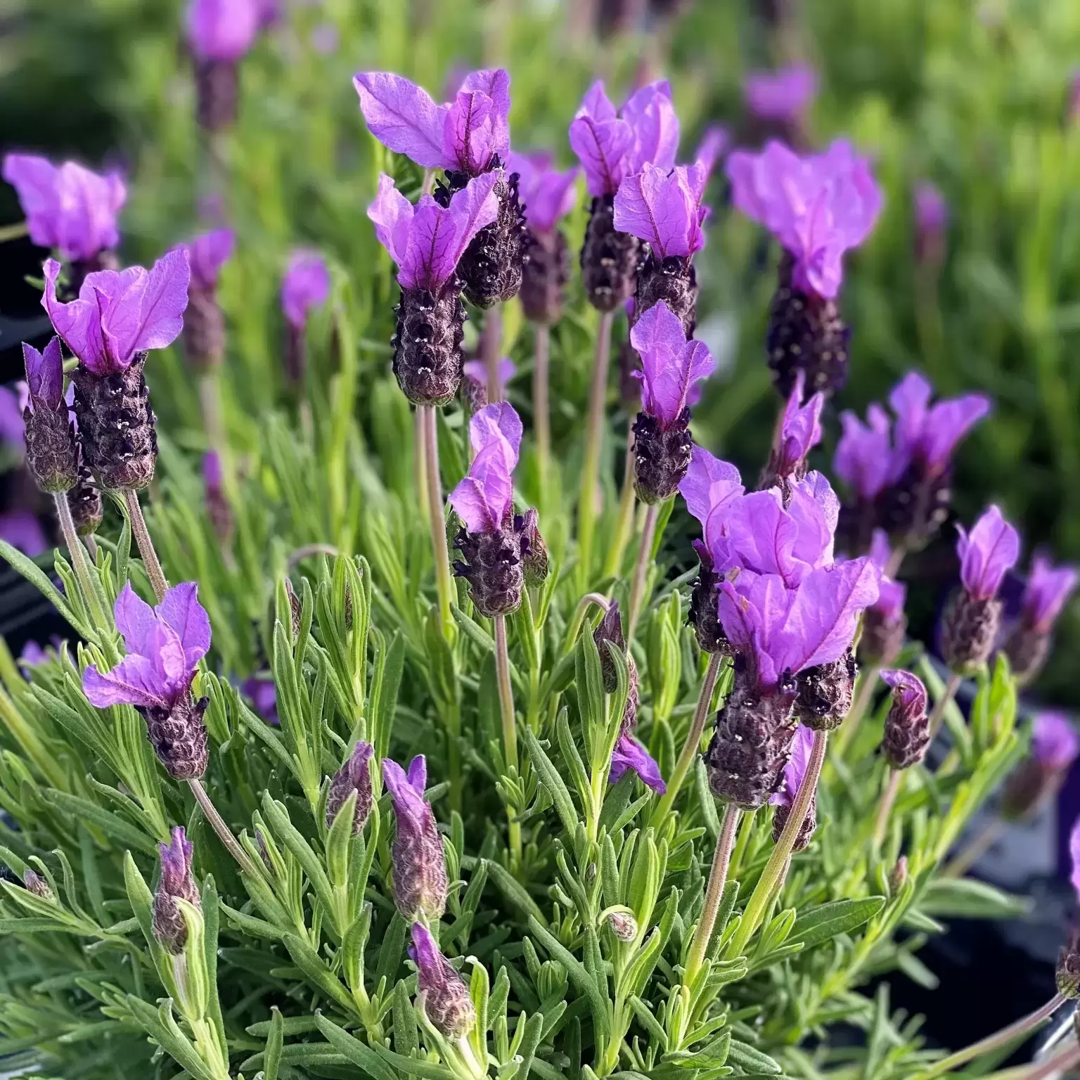 Lavandula Stoechas 6l Cowell S Garden Centre Woolsington