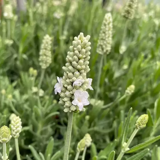 Lavandula angustifolia 'Vienco Early White' - image 1