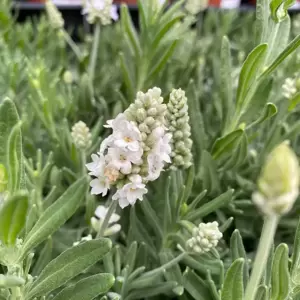 Lavandula angustifolia 'Vienco Early White' - image 2