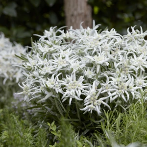 Leontopodium alpinum 'Blossom of Snow' - image 1