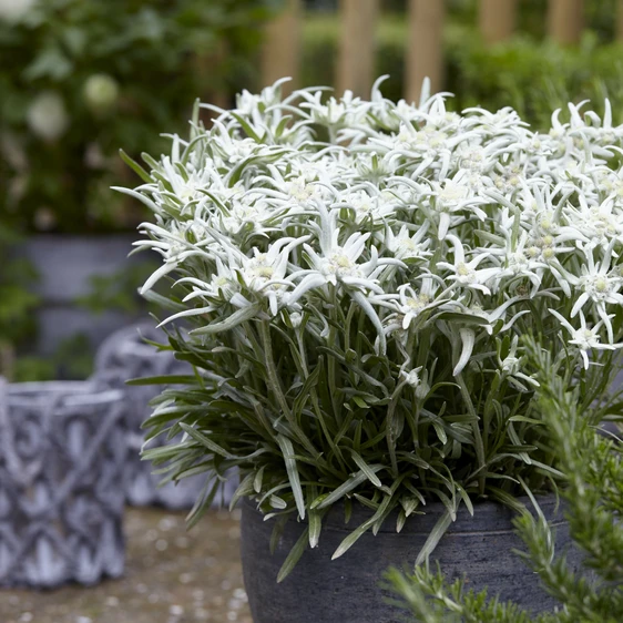 Leontopodium alpinum 'Blossom of Snow' - image 2