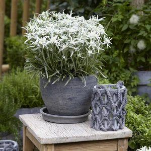 Leontopodium alpinum 'Blossom of Snow' - image 3