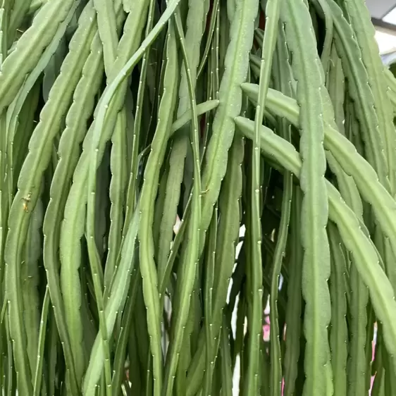 Lepismium bolivianum 17cm Hanging Pot - image 1