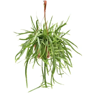 Lepismium bolivianum 17cm Hanging Pot - image 3