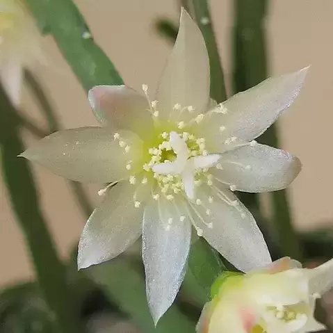 Lepismium bolivianum 17cm Hanging Pot - image 2