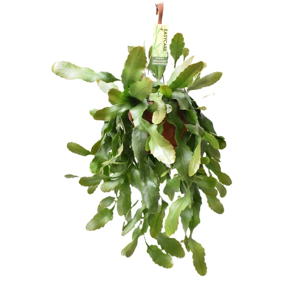 Lepismium houlletianum forma regnellii 21cm Hanging Pot