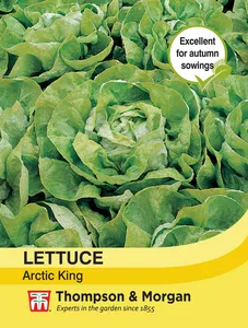 Lettuce Arctic King - image 1
