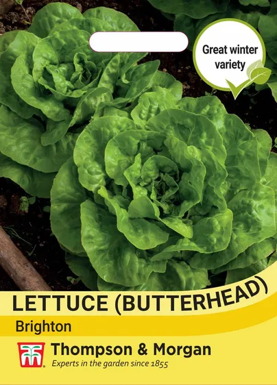 Lettuce Butterhead Brighton - image 1