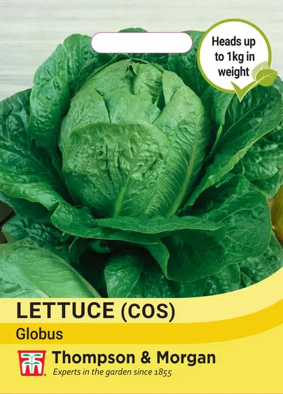 Lettuce Cos Globus - image 1