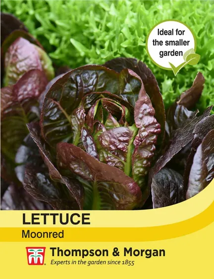 Lettuce Moonred - image 1