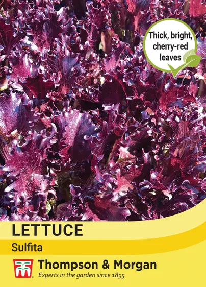 Lettuce Sulfita - image 1